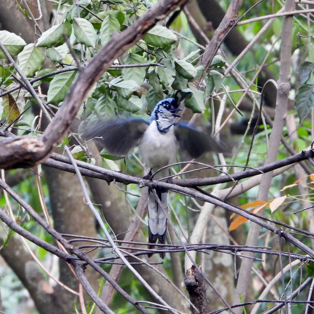 White-throated Magpie-Jay - ML614548804