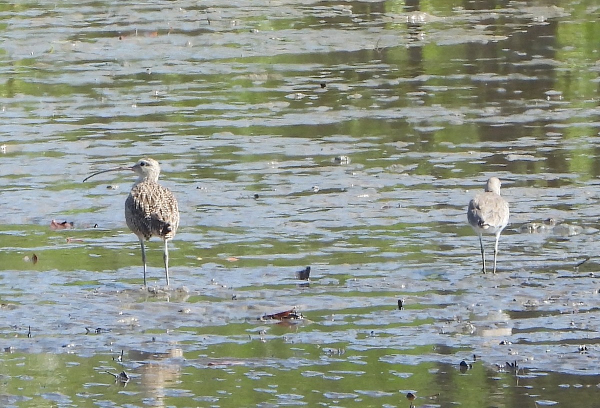 Long-billed Curlew - Rosabel Miro