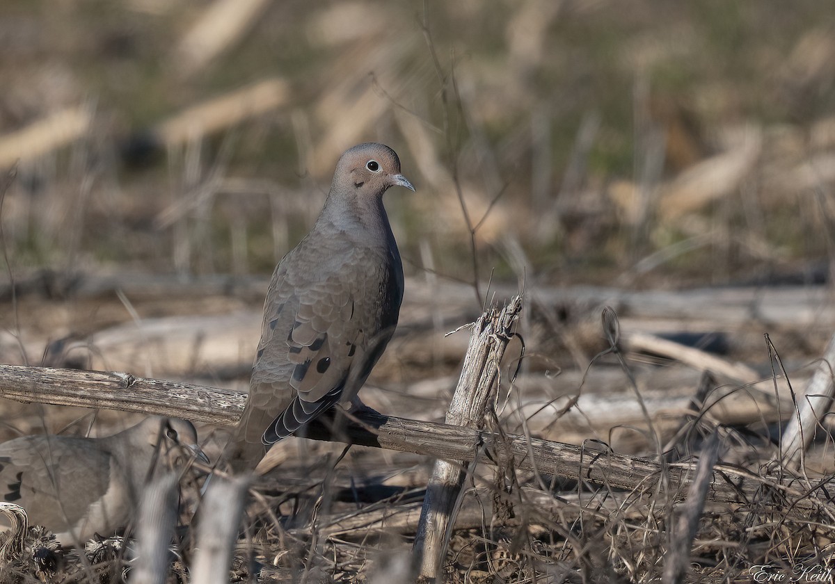 Mourning Dove - ML614548890