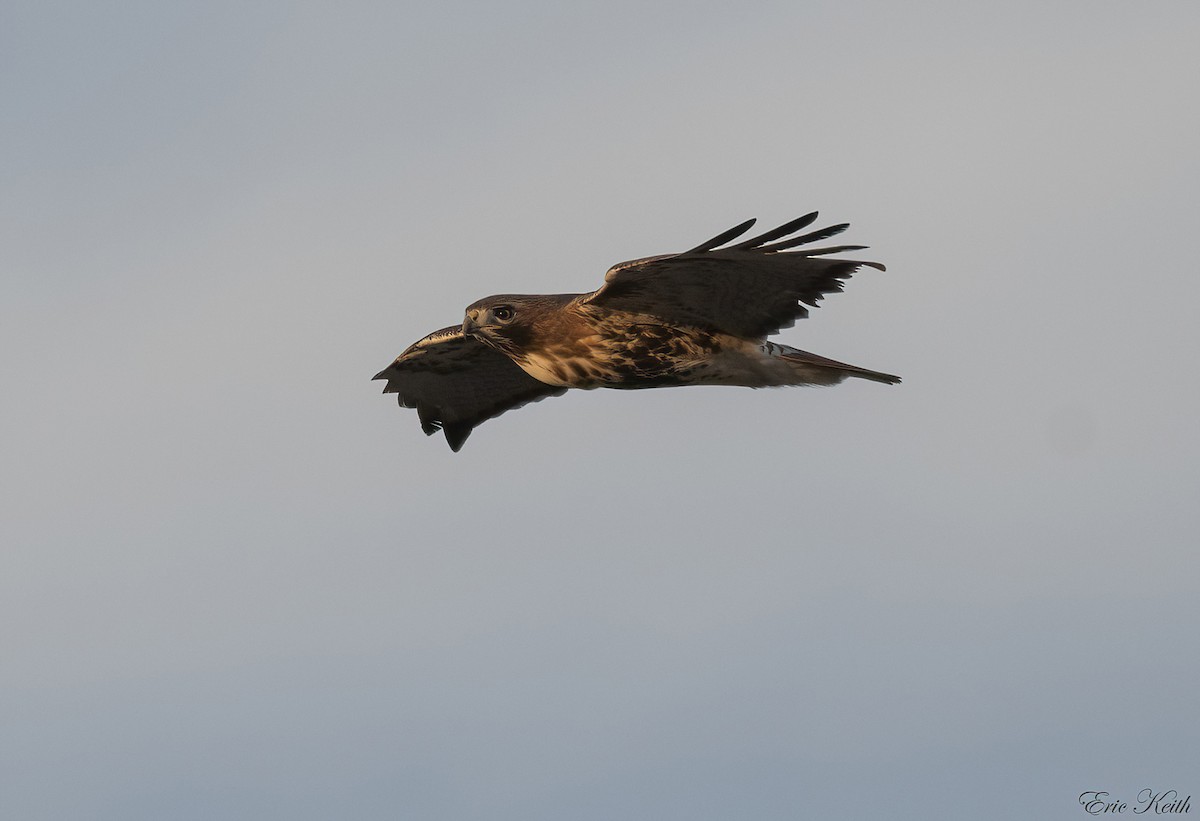 Red-tailed Hawk - ML614548895