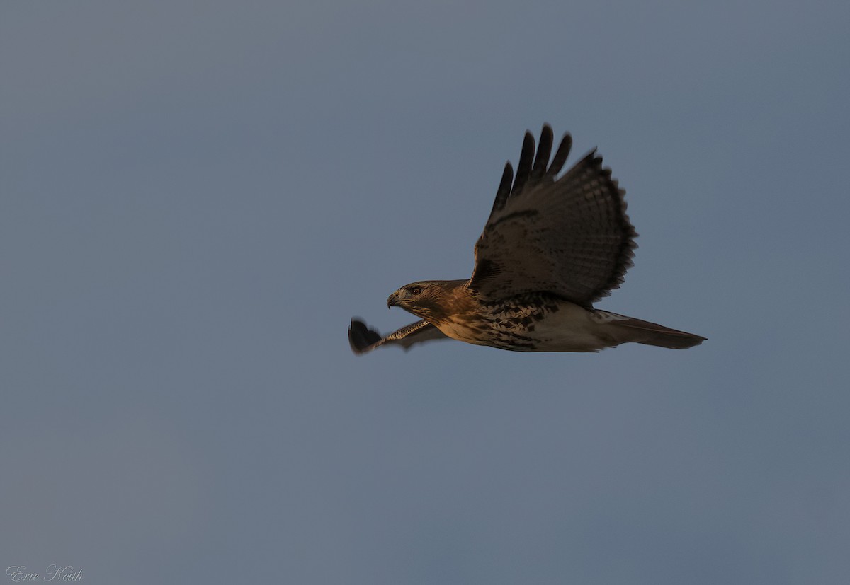 Red-tailed Hawk - ML614548896