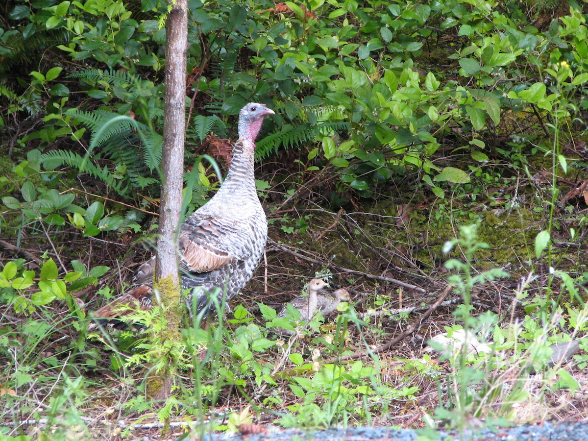 Wild Turkey (Domestic type) - ML614548908