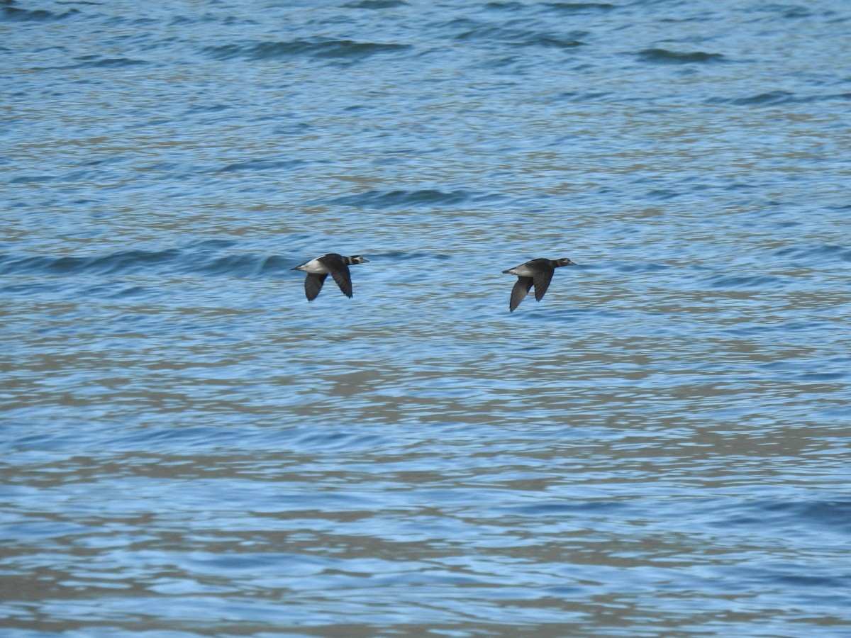 Long-tailed Duck - ML614548923