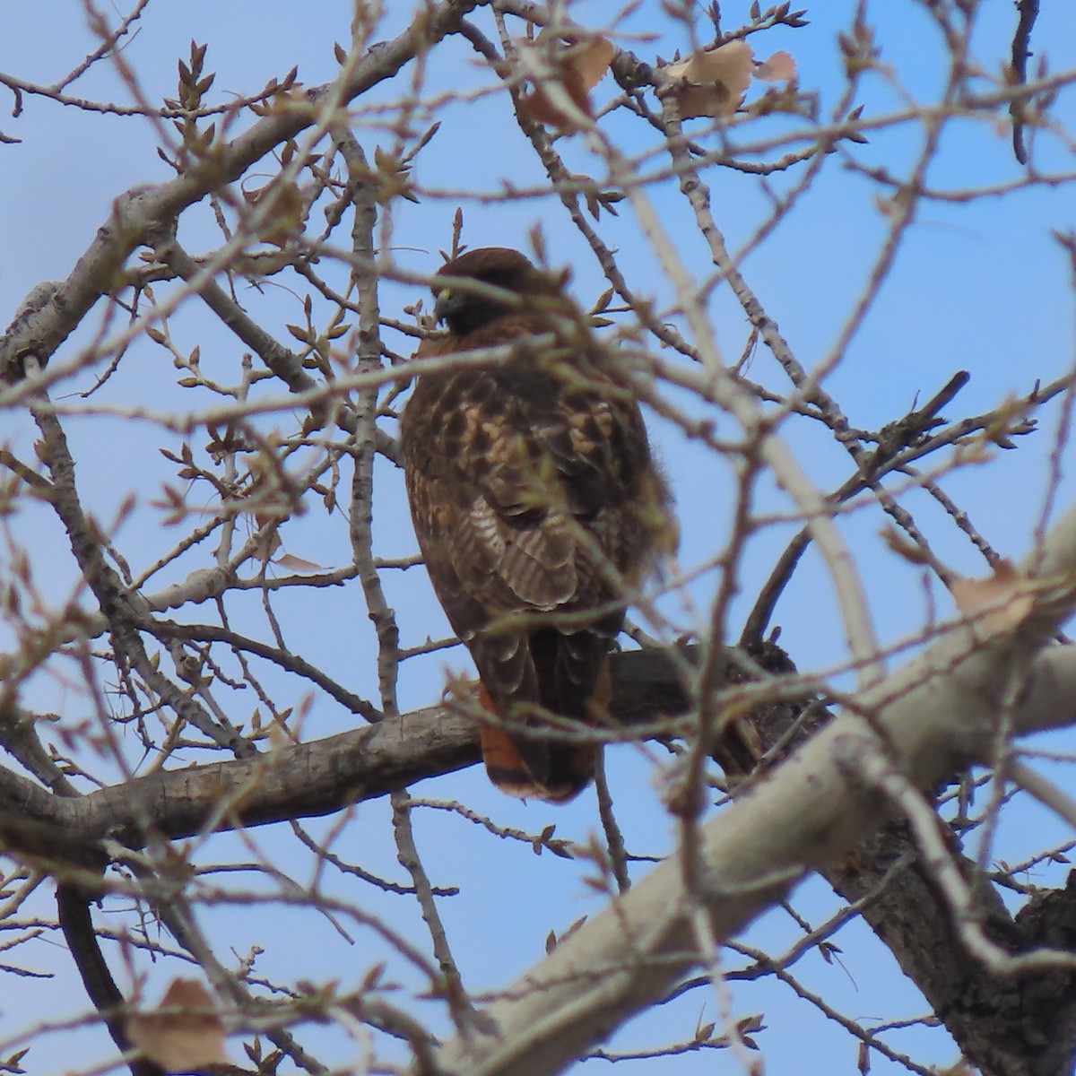 Red-tailed Hawk - ML614548924