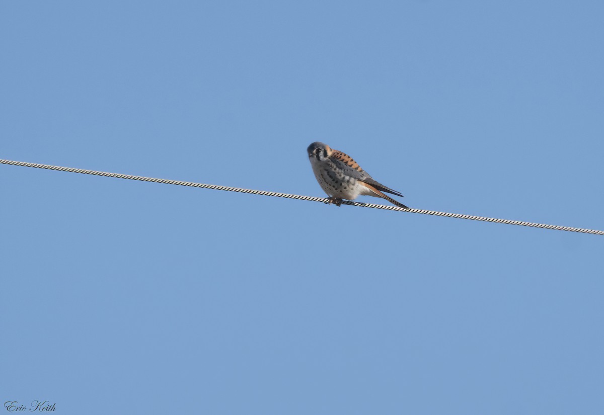 American Kestrel - ML614548958