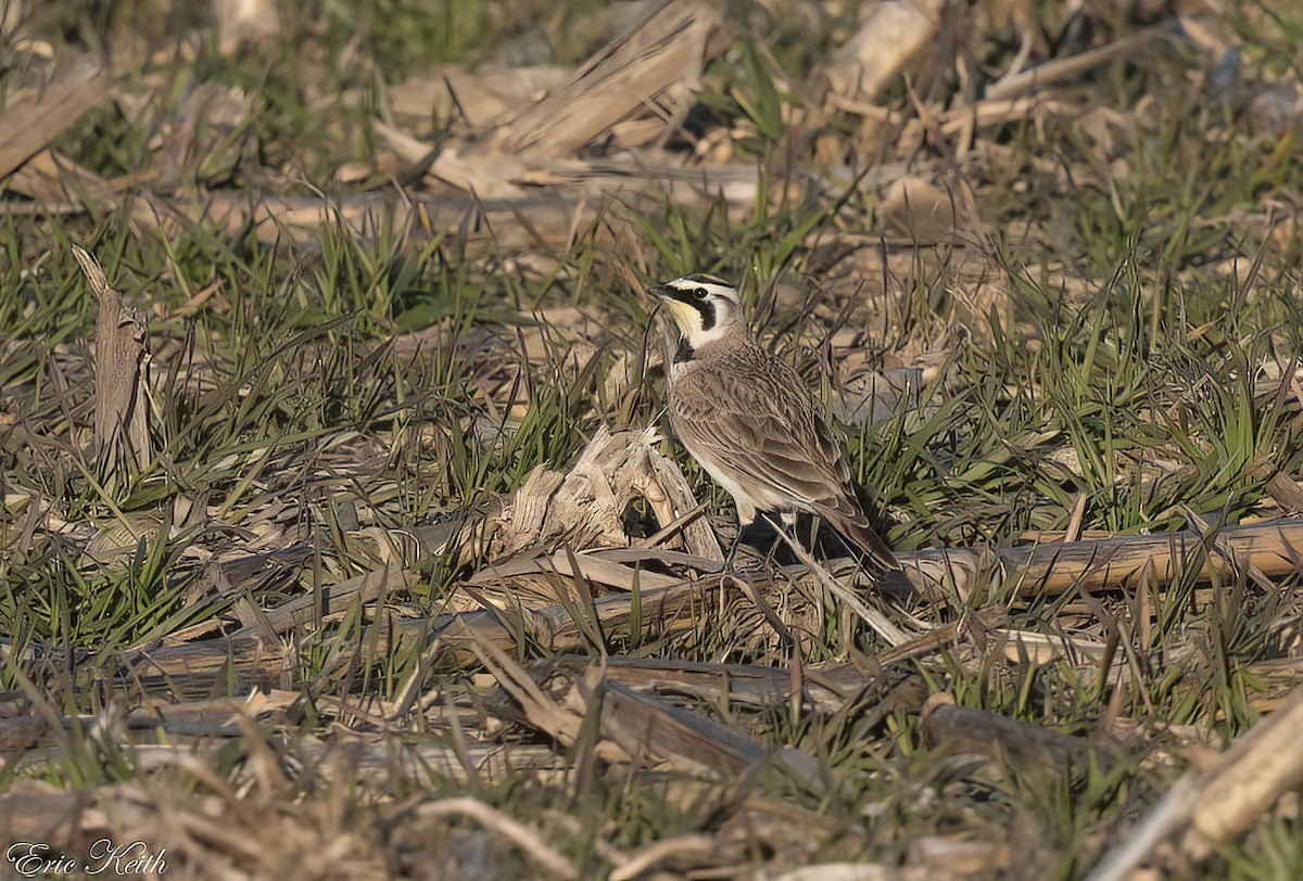 Horned Lark - ML614548966