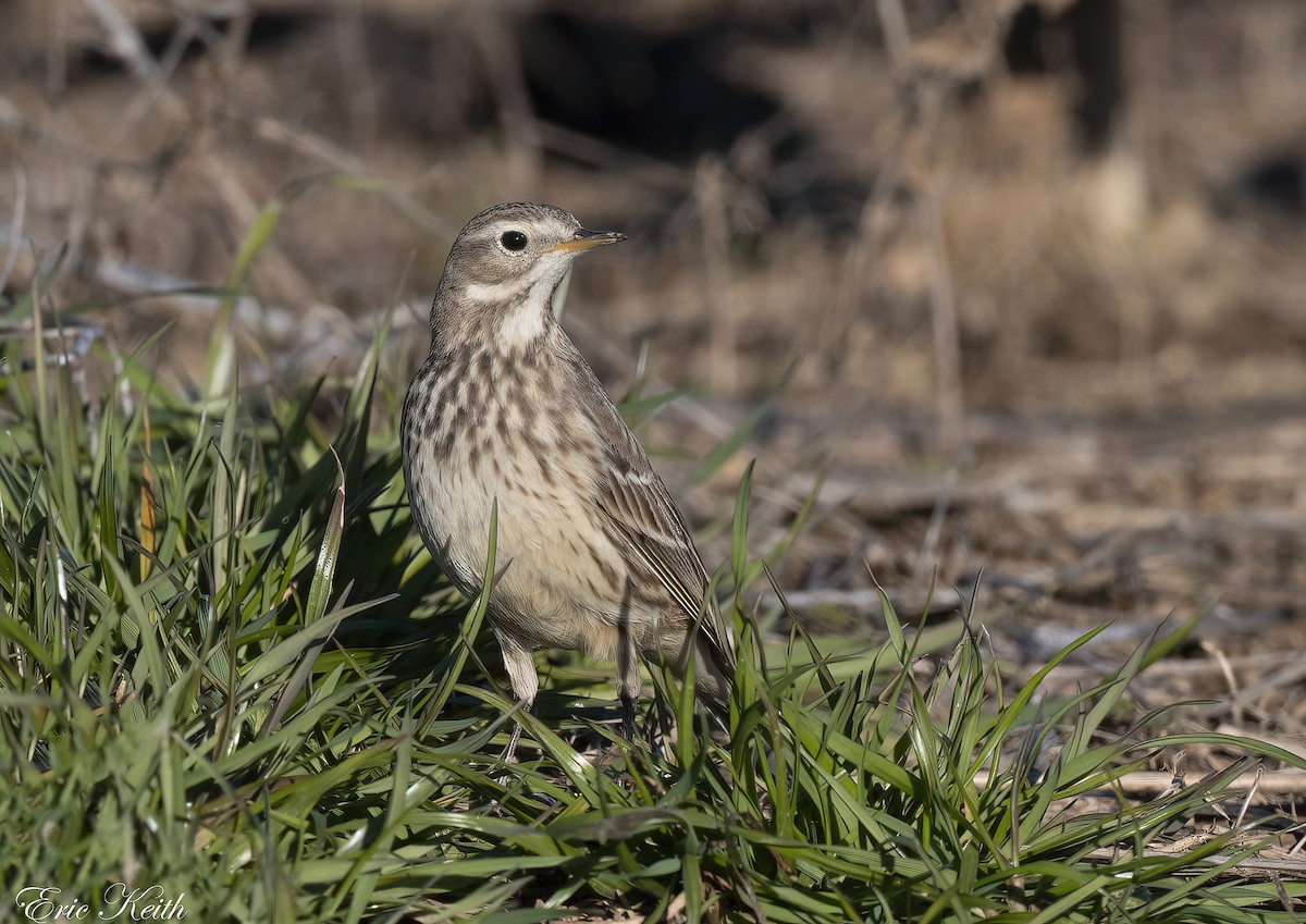 American Pipit - ML614548974