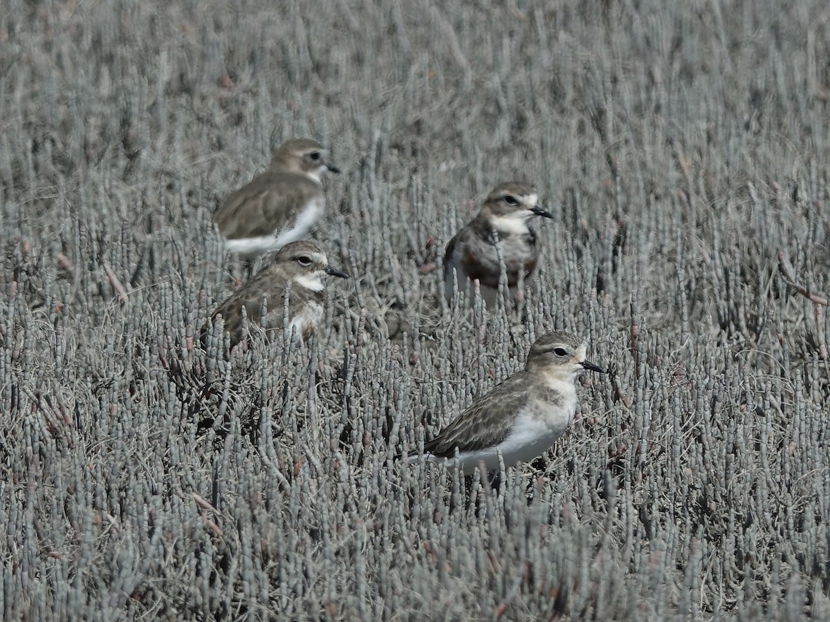 Double-banded Plover - ML614548976