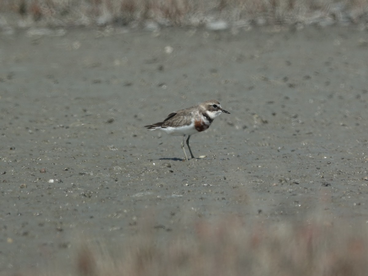 Double-banded Plover - ML614548977