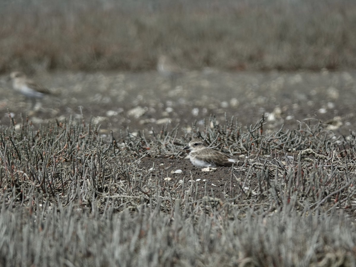 Double-banded Plover - ML614548978