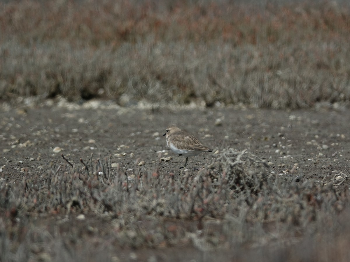 Double-banded Plover - ML614548979
