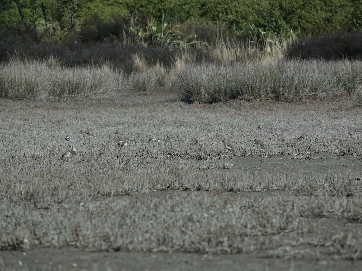 Double-banded Plover - ML614548980