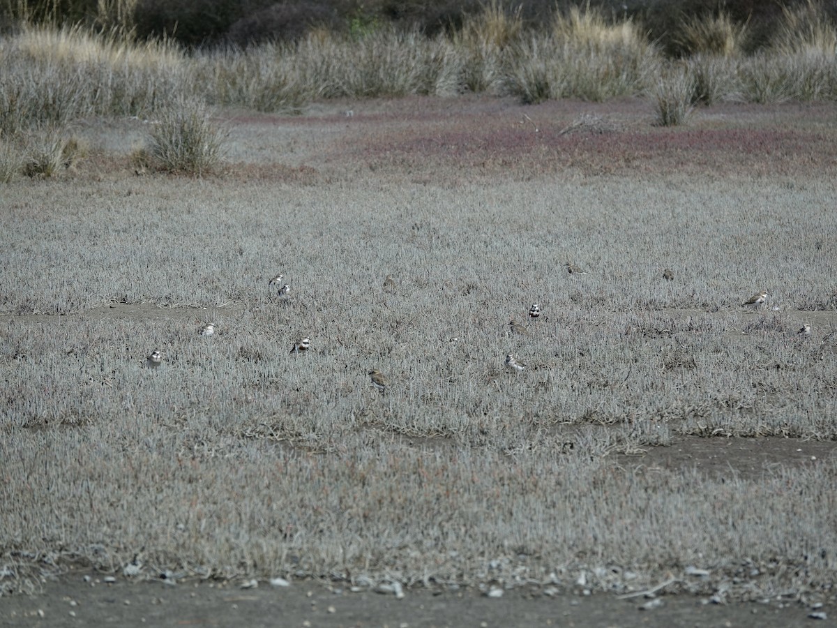 Double-banded Plover - ML614548981