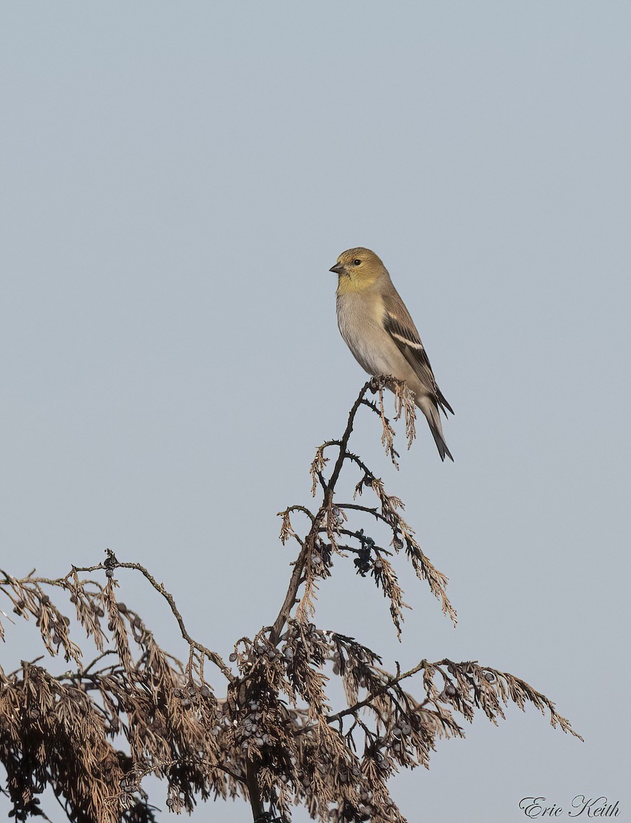 American Goldfinch - ML614548988