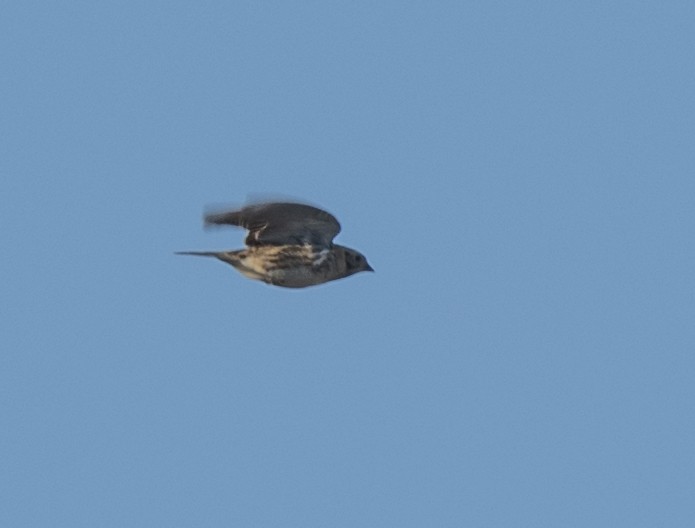 Lapland Longspur - ML614549014