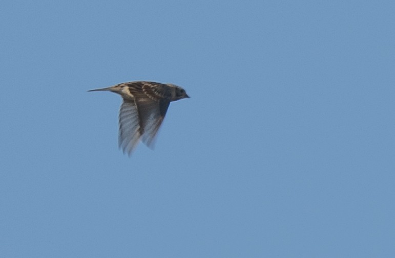 Lapland Longspur - ML614549015