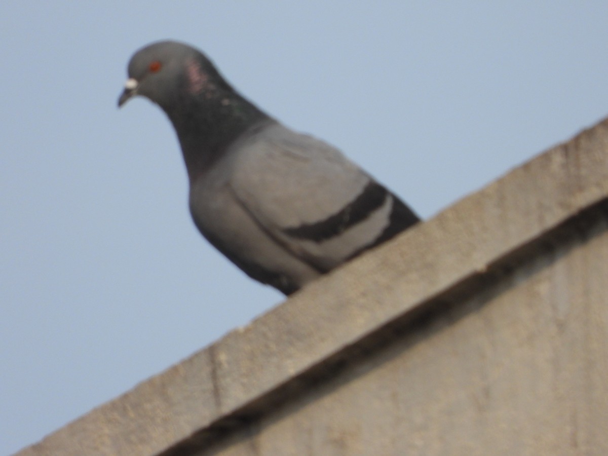 Rock Pigeon (Feral Pigeon) - ML614549016