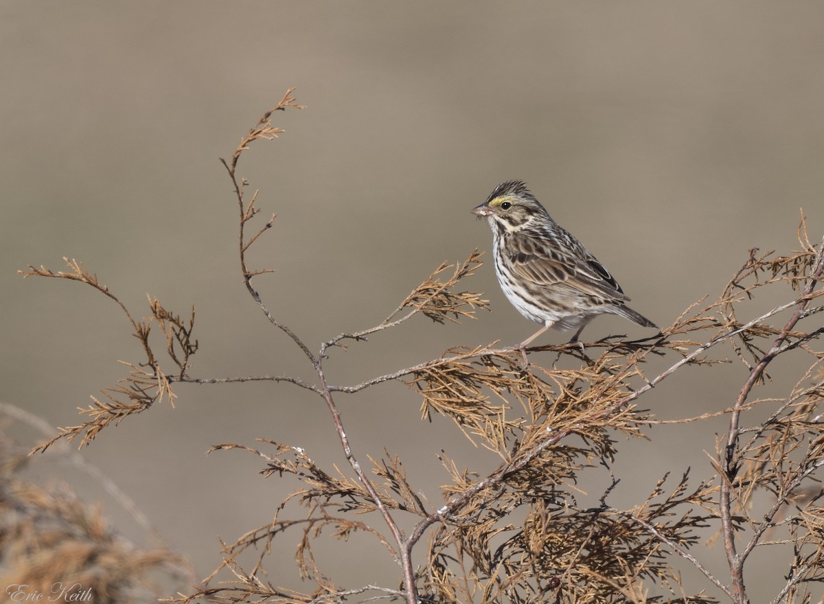 Savannah Sparrow - ML614549019