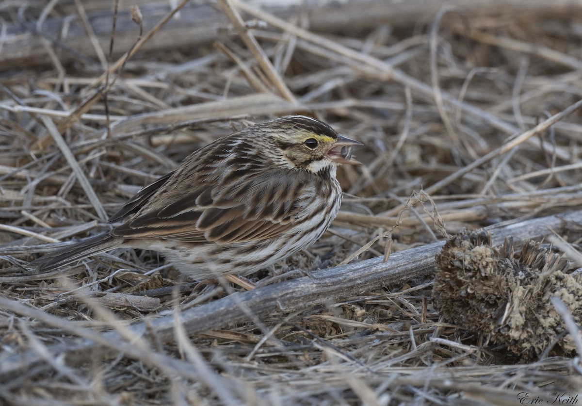 Savannah Sparrow - ML614549020