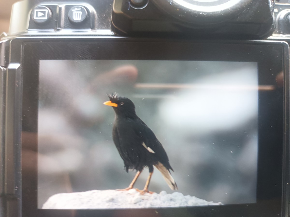 Great Myna - ML614549023