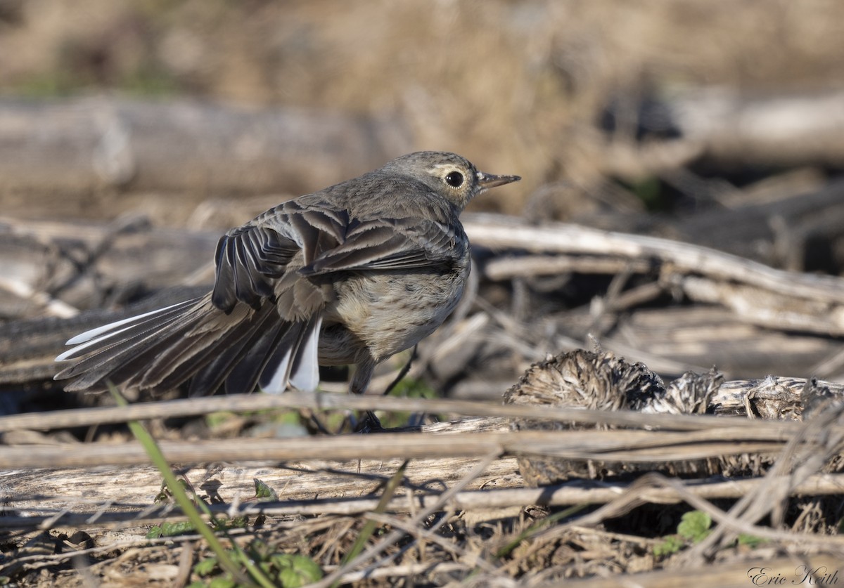 American Pipit - Eric Keith