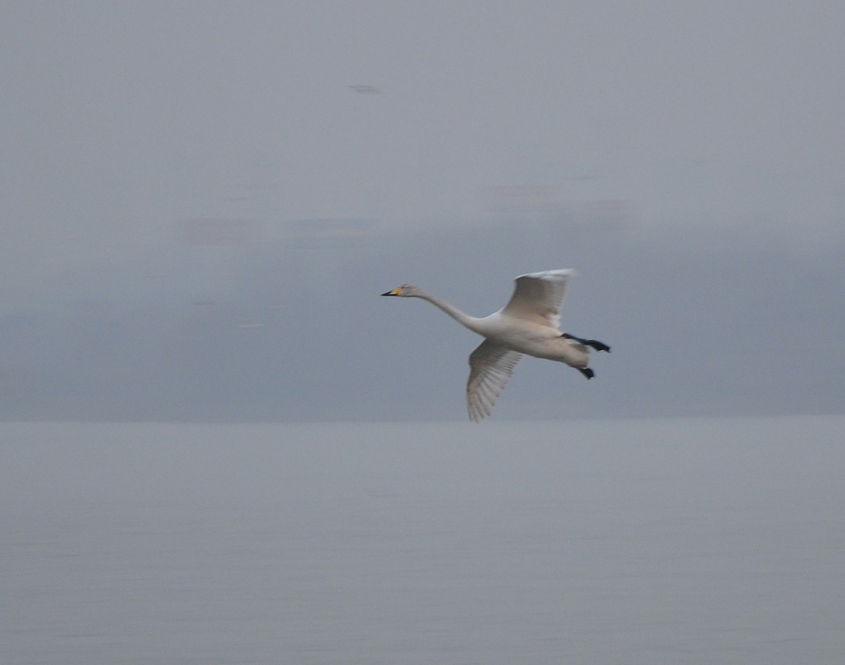 Cygne chanteur - ML614549026