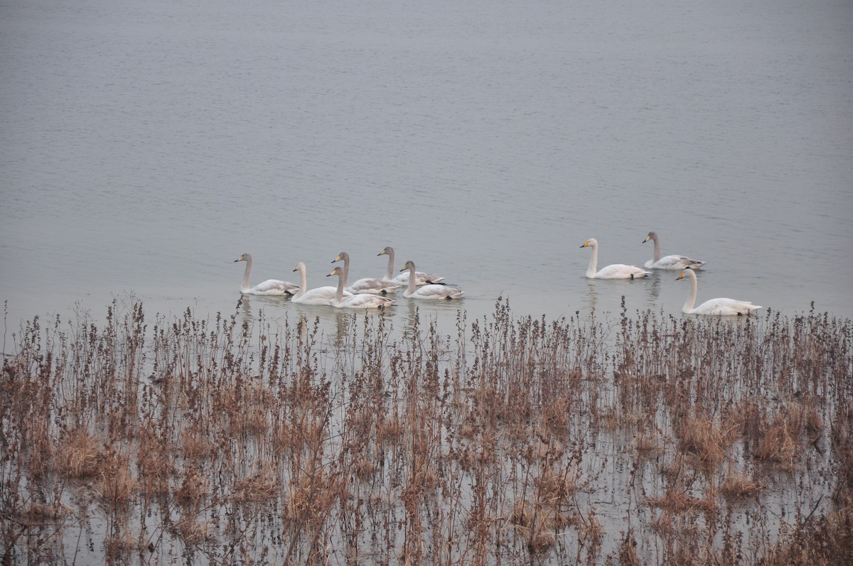 Whooper Swan - ML614549027