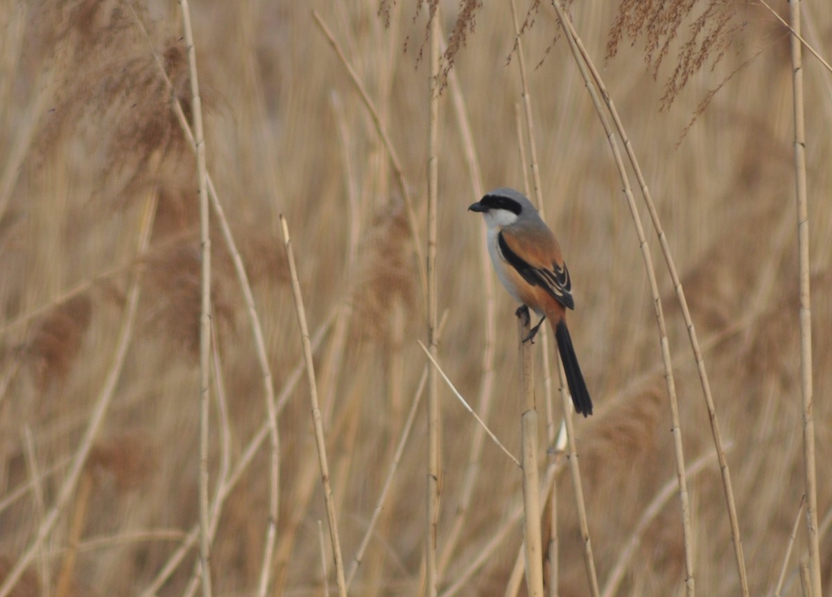 Long-tailed Shrike - ML614549029