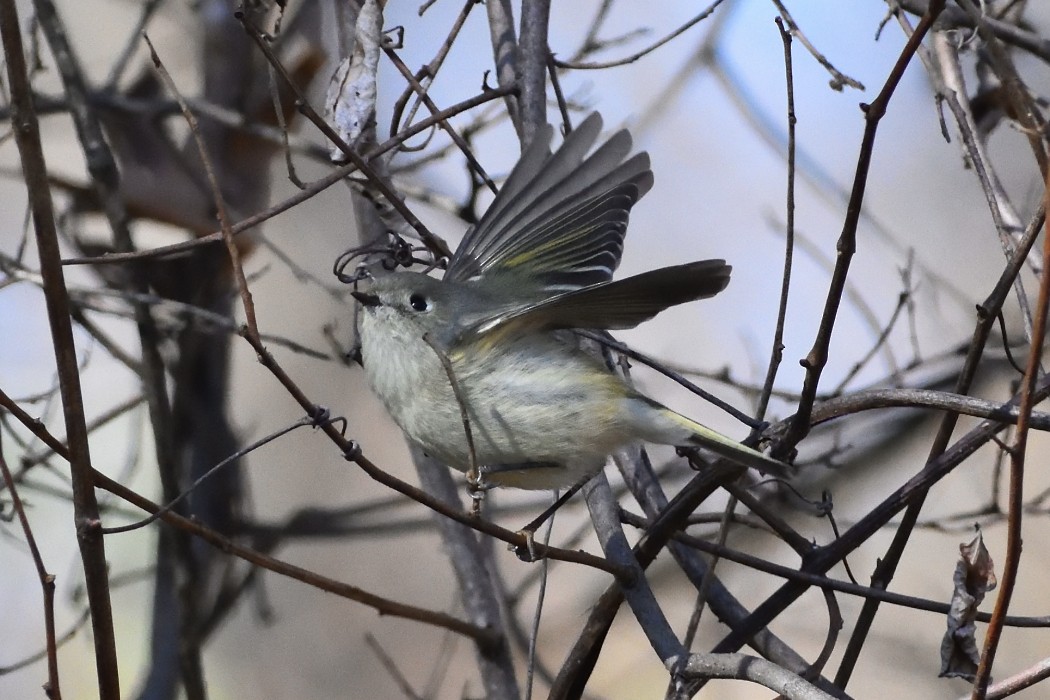 Ruby-crowned Kinglet - ML614549030