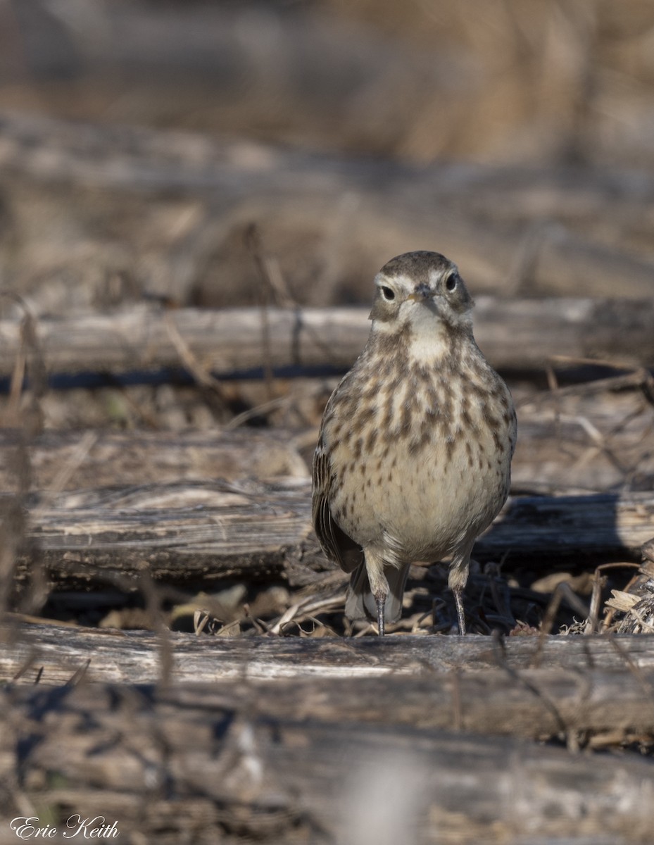 American Pipit - Eric Keith