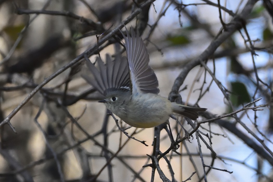 Ruby-crowned Kinglet - ML614549034