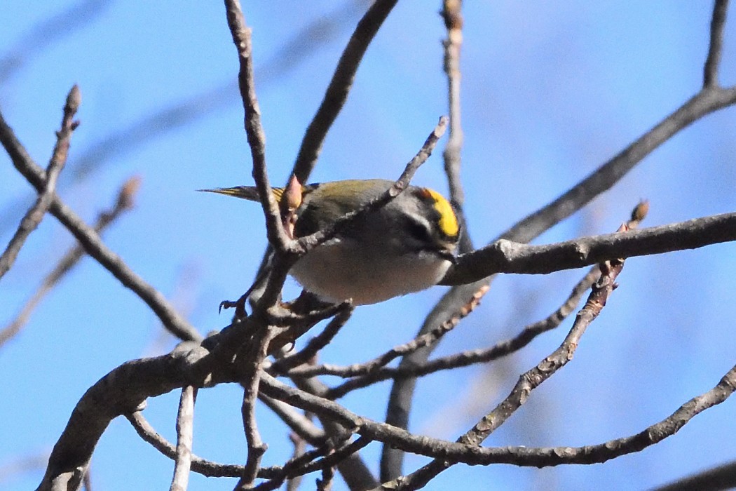 Golden-crowned Kinglet - ML614549038