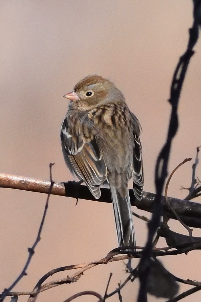 Field Sparrow - ML614549043