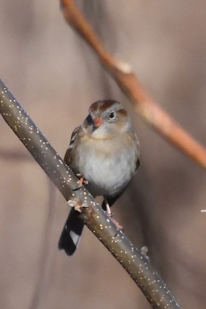 Field Sparrow - ML614549045