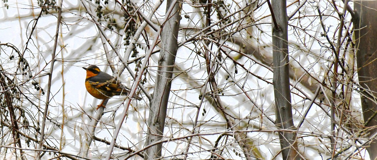 Varied Thrush - Elke Davis