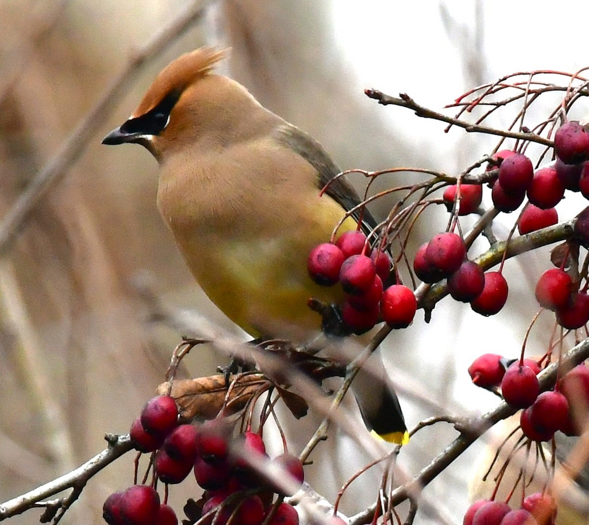 Cedar Waxwing - ML614549058