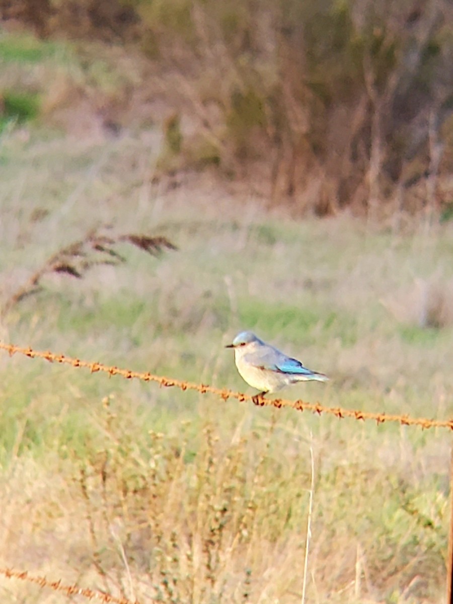 Mountain Bluebird - ML614549066