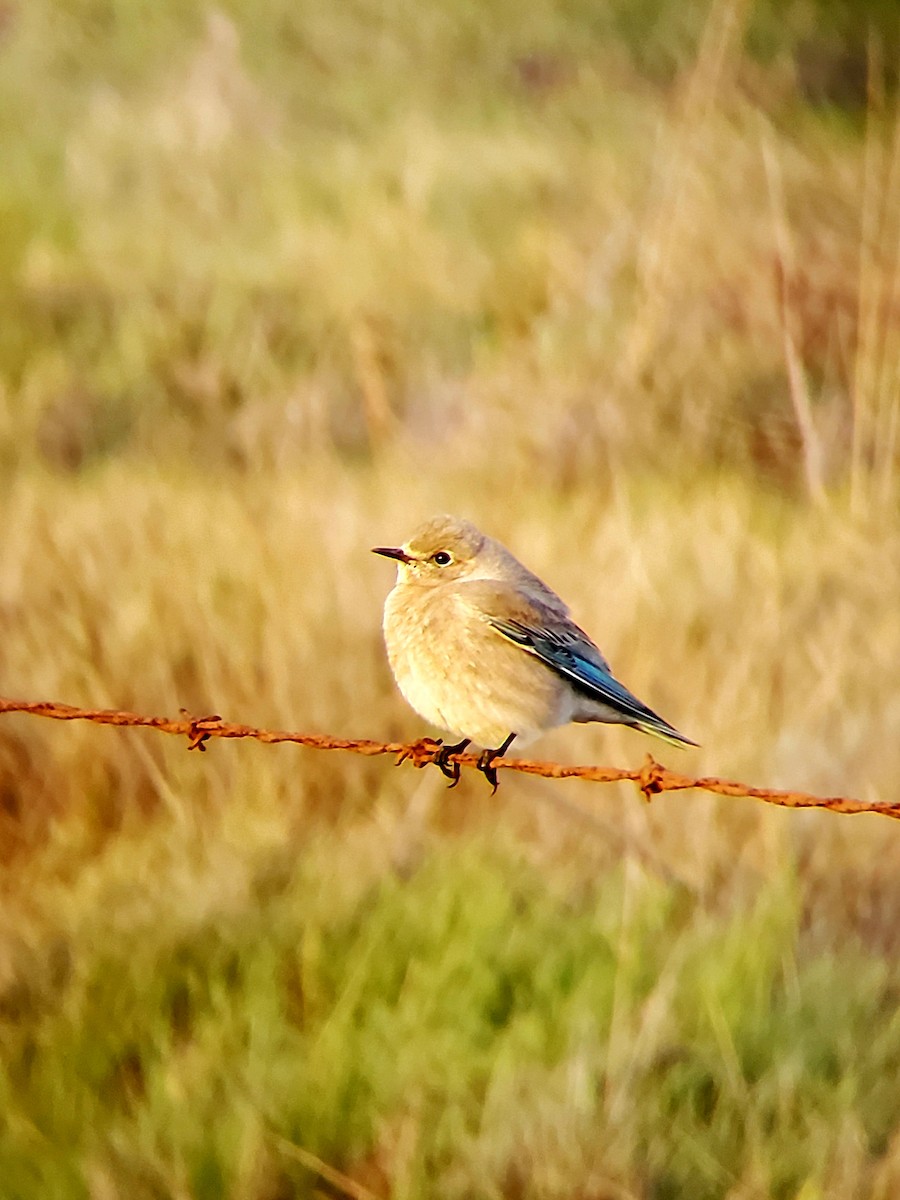 Mountain Bluebird - ML614549068