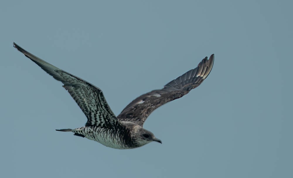 Parasitic Jaeger - ML614549120