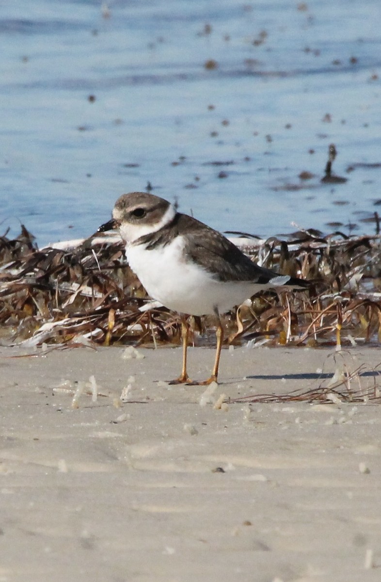 Semipalmated Plover - ML614549153