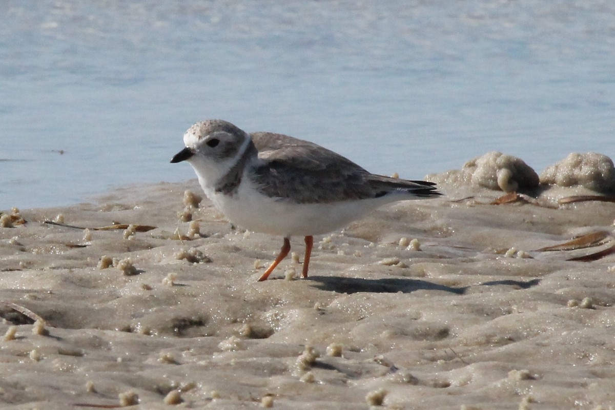 Piping Plover - ML614549156