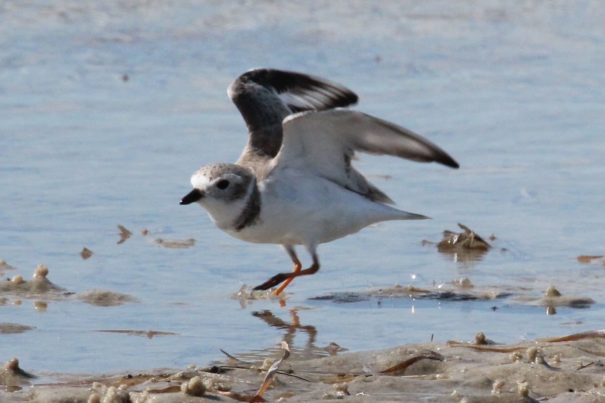 Piping Plover - ML614549157