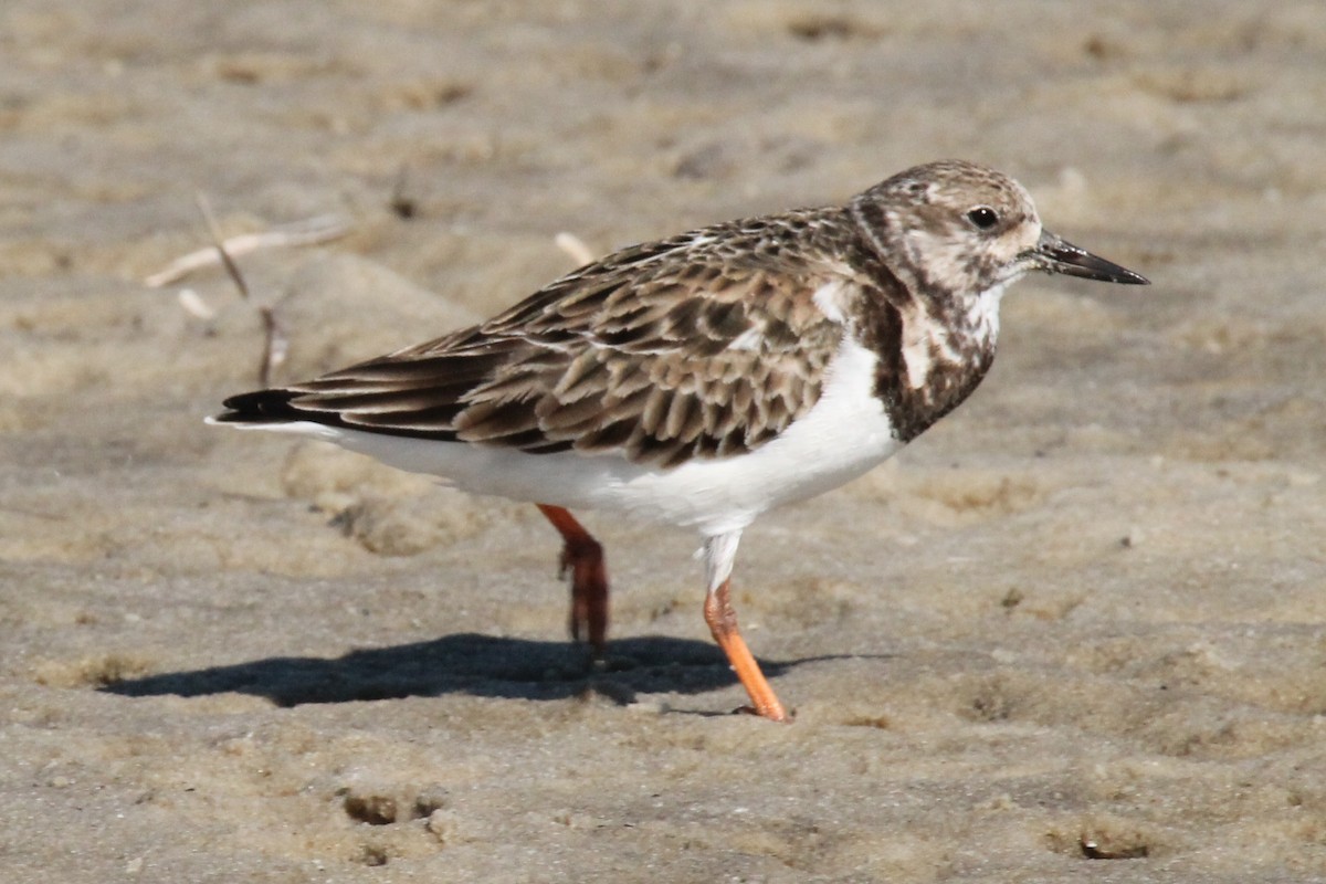 Ruddy Turnstone - ML614549160