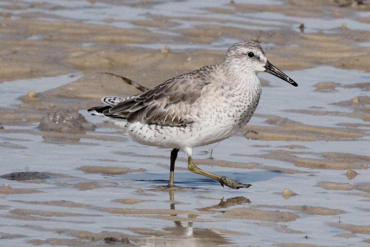 Red Knot - ML614549168