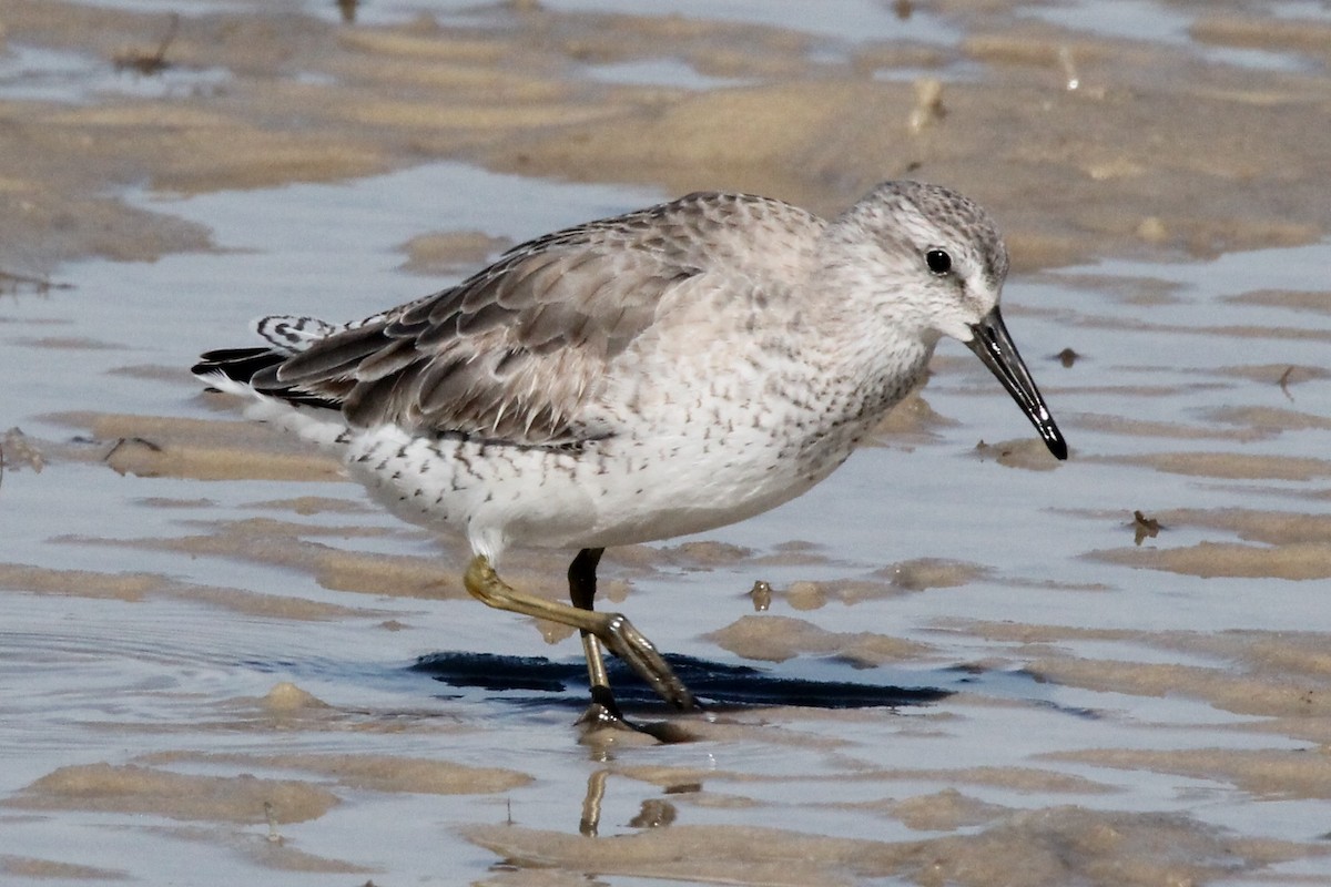 Red Knot - ML614549169