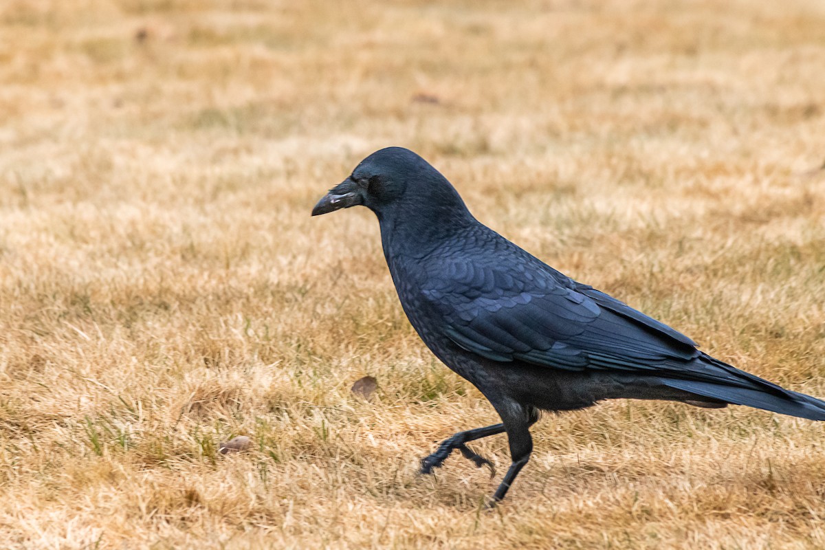 Common Raven - ML614549304