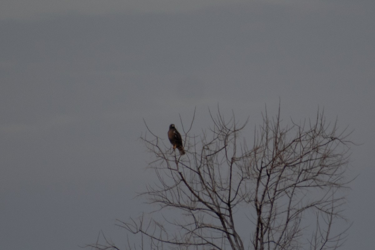 Red-tailed Hawk - Connor Johnson