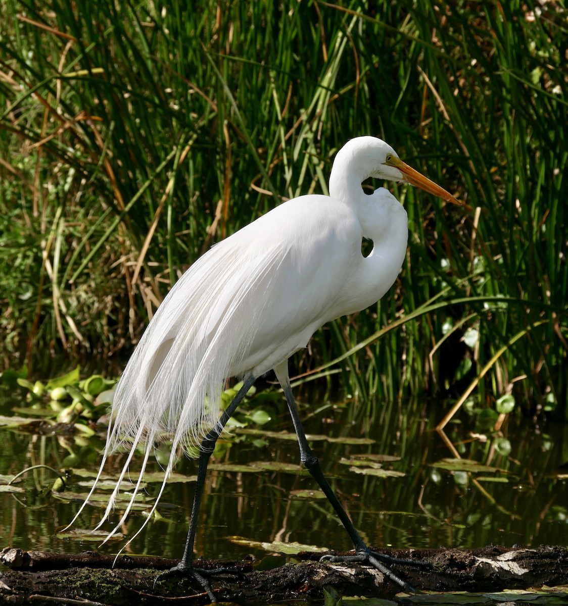 Great Egret (American) - Sherry Nelson