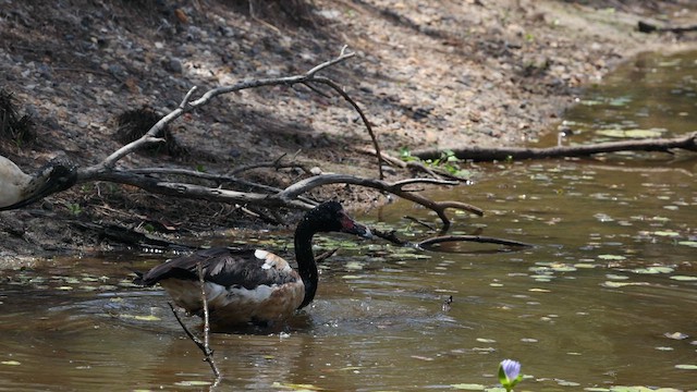 Magpie Goose - ML614549472