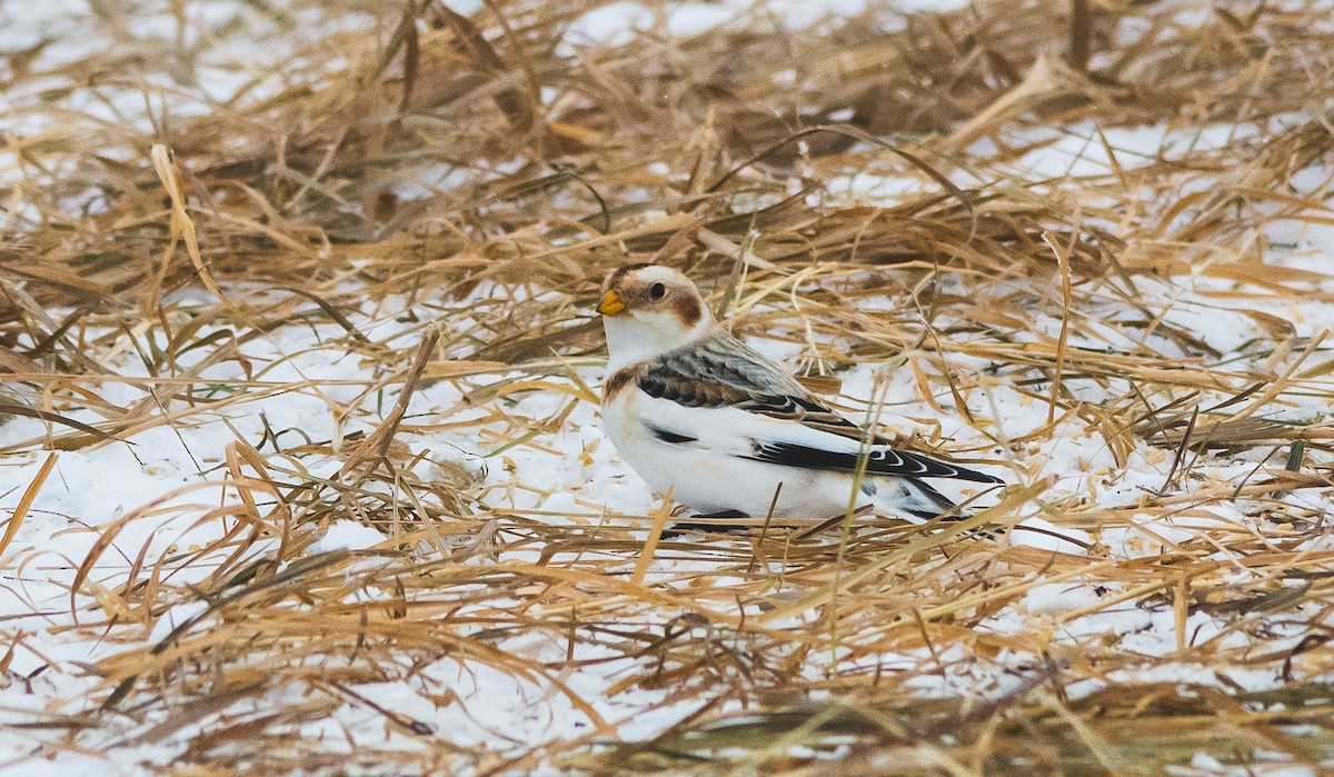 Snow Bunting - ML614549494